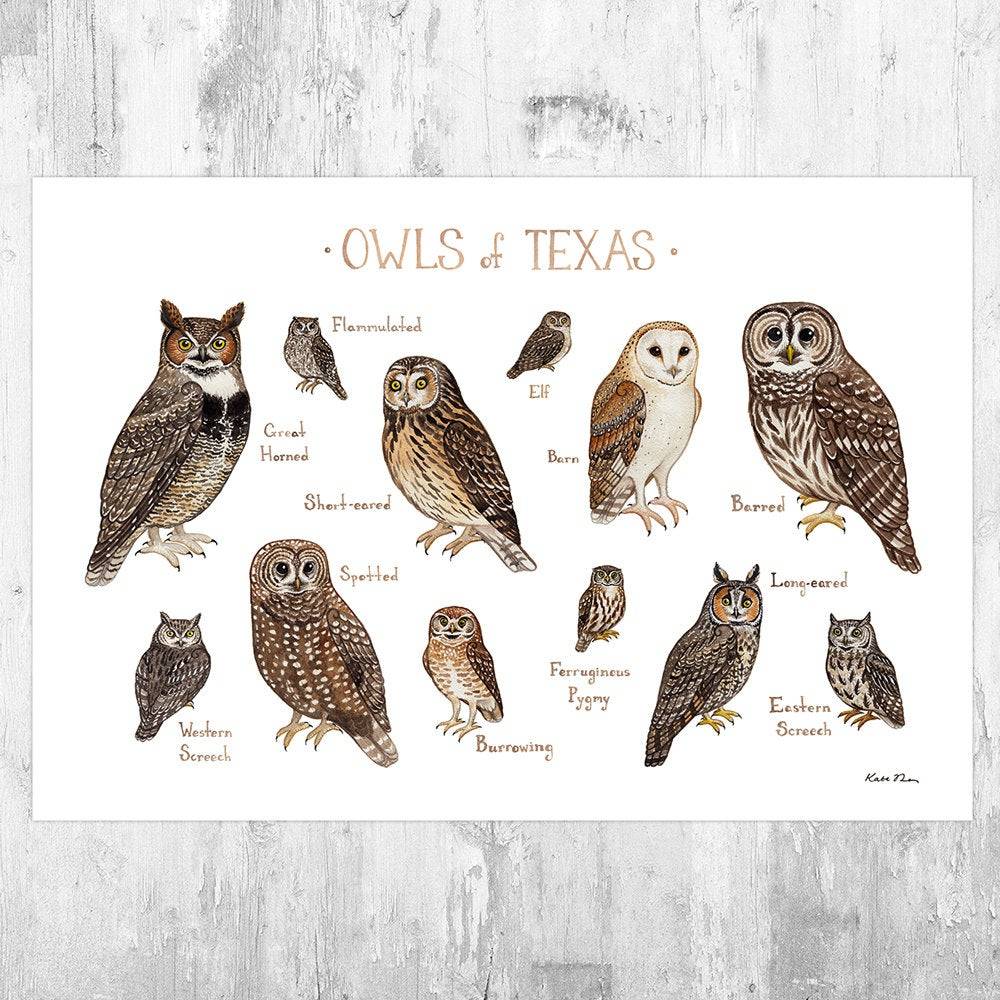 Texas Owls Field Guide Art Print - Nature Print - Birds Of Prey - Poster | Canvas Wall Art Print
