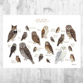 Owls Of North America Birds Of Prey Field Guide Art Print - Nature Print - Bird - Poster | Canvas Wall Art Print