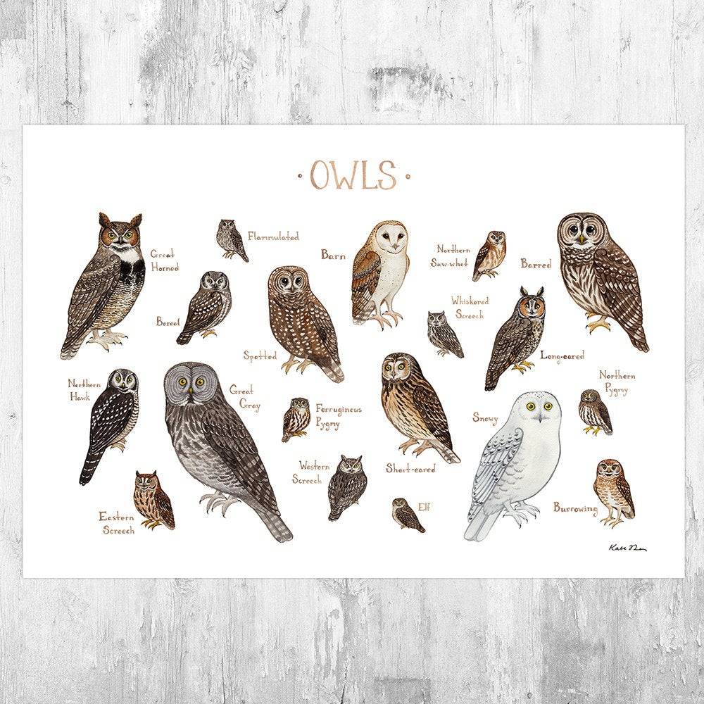 Owls Of North America Birds Of Prey Field Guide Art Print - Nature Print - Bird - Poster | Canvas Wall Art Print