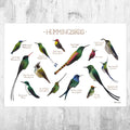 Hummingbirds Field Guide Art Print - Ornithology Wall Art - Nature Prints - Bird - Classification Chart - Poster | Canvas Wall Art Print