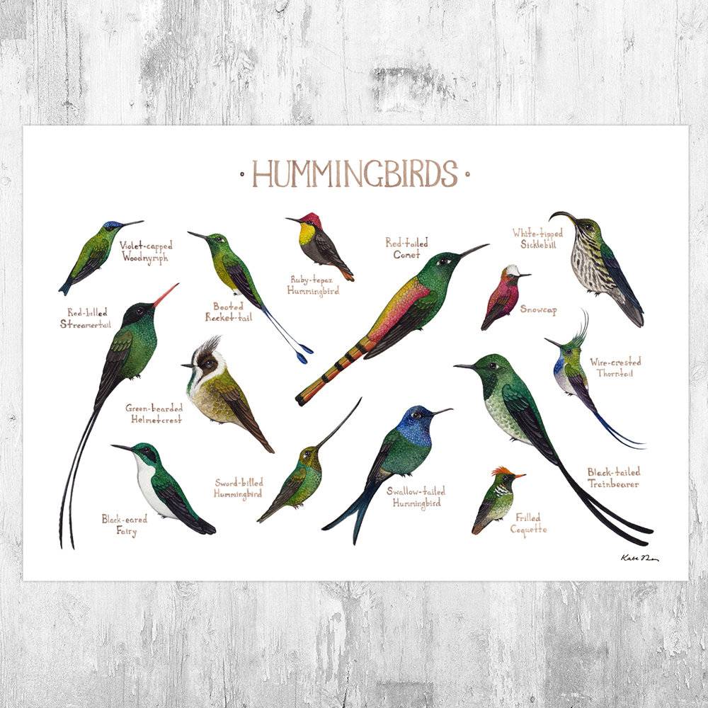 Hummingbirds Field Guide Art Print - Ornithology Wall Art - Nature Prints - Bird - Classification Chart - Poster | Canvas Wall Art Print