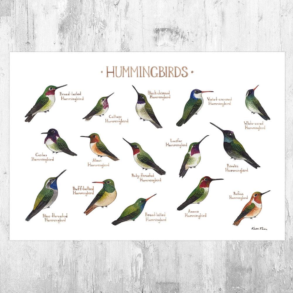 Hummingbirds Of North America Birds Field Guide Art Print - Nature Print - Bird - Poster | Canvas Wall Art Print