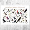 Australia Backyard Birds Field Guide Art Print - Watercolor Birds - Nature Print - Bird - Poster | Canvas Wall Art Print