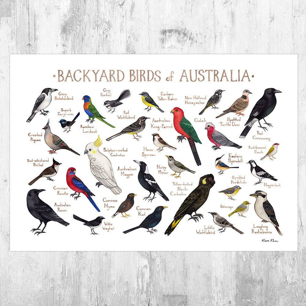 Australia Backyard Birds Field Guide Art Print - Watercolor Birds - Nature Print - Bird - Poster | Canvas Wall Art Print