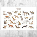 Foxes Of The World Field Guide Art Print - Fox Wall Art - Nature Print - Wildlife - Poster | Canvas Wall Art Print