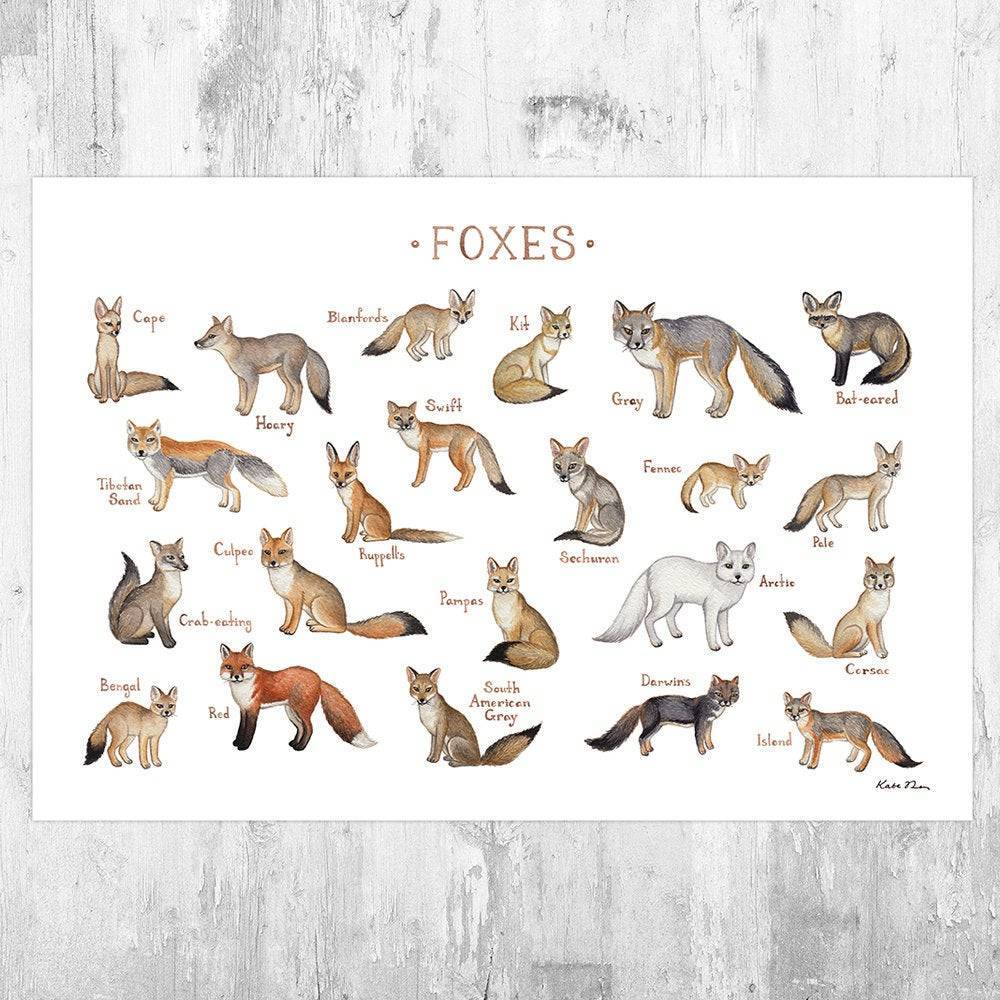 Foxes Of The World Field Guide Art Print - Fox Wall Art - Nature Print - Wildlife - Poster | Canvas Wall Art Print