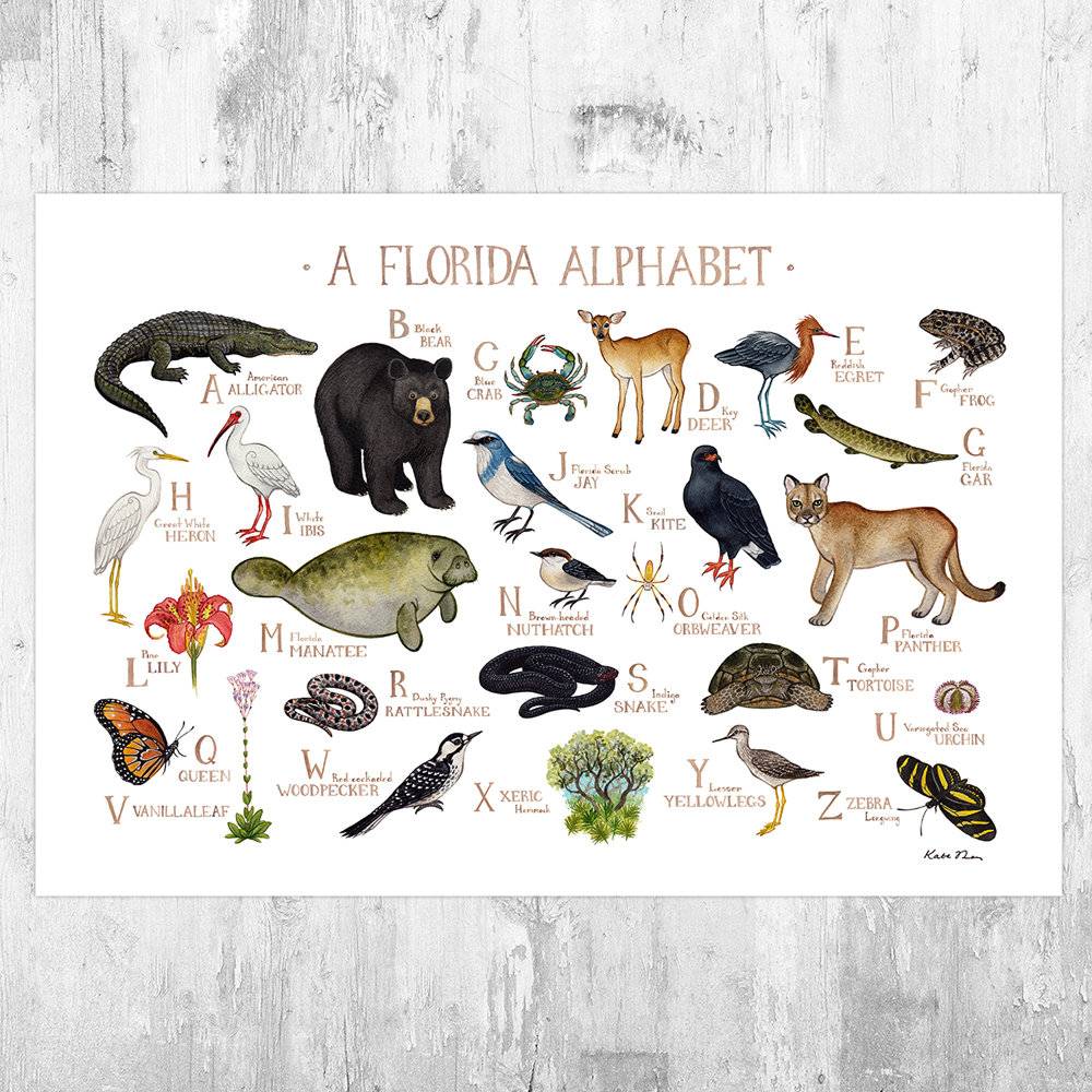 Florida Nature Alphabet Chart Art Print - A Florida Abc Nature - Florida Wildlife Nursery Wall Art - Poster | Canvas Wall Art Print
