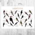 Woodpeckers Of North America Field Guide Art Print - Nature Print - Bird - Poster | Canvas Wall Art Print
