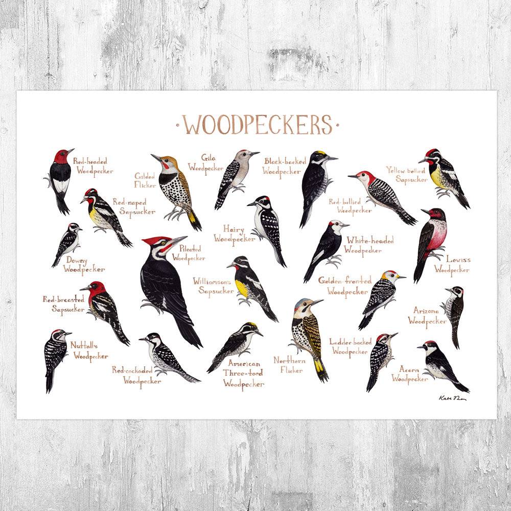 Woodpeckers Of North America Field Guide Art Print - Nature Print - Bird - Poster | Canvas Wall Art Print