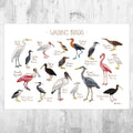 Wading Birds Field Guide Art Print - Nature Prints - Water Birds - Bird - Poster | Canvas Wall Art Print