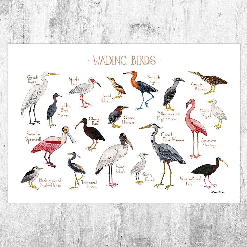 Wading Birds Field Guide Art Print - Nature Prints - Water Birds - Bird - Poster | Canvas Wall Art Print