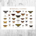 California Butterflies Field Guide Art Print - Butterfly - Nature Print - Poster | Canvas Wall Art Print