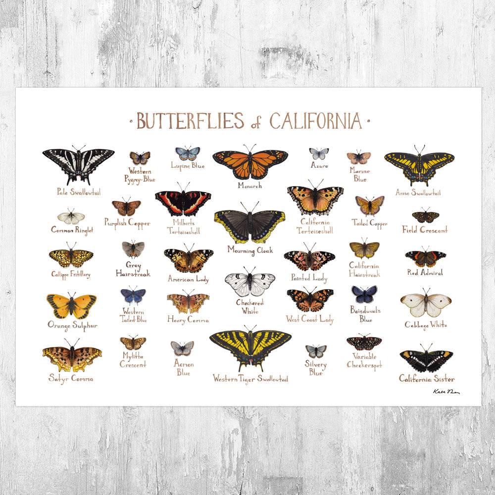 California Butterflies Field Guide Art Print - Butterfly - Nature Print - Poster | Canvas Wall Art Print