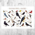 Quebec Backyard Birds Field Guide Art Print - Nature Print - Bird - Poster | Canvas Wall Art Print
