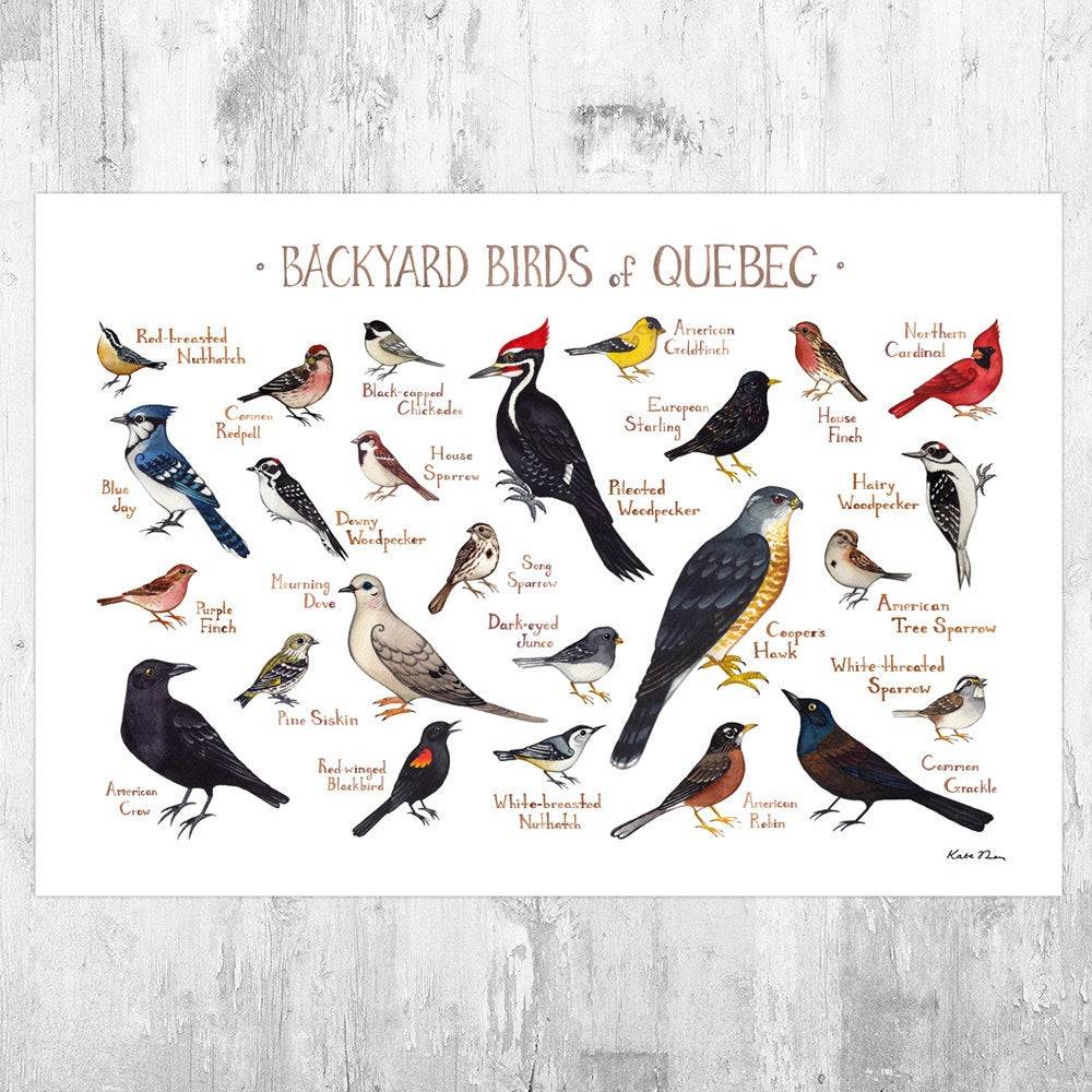 Quebec Backyard Birds Field Guide Art Print - Nature Print - Bird - Poster | Canvas Wall Art Print
