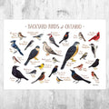 Ontario Backyard Birds Field Guide Art Print - Nature Print - Bird - Poster | Canvas Wall Art Print
