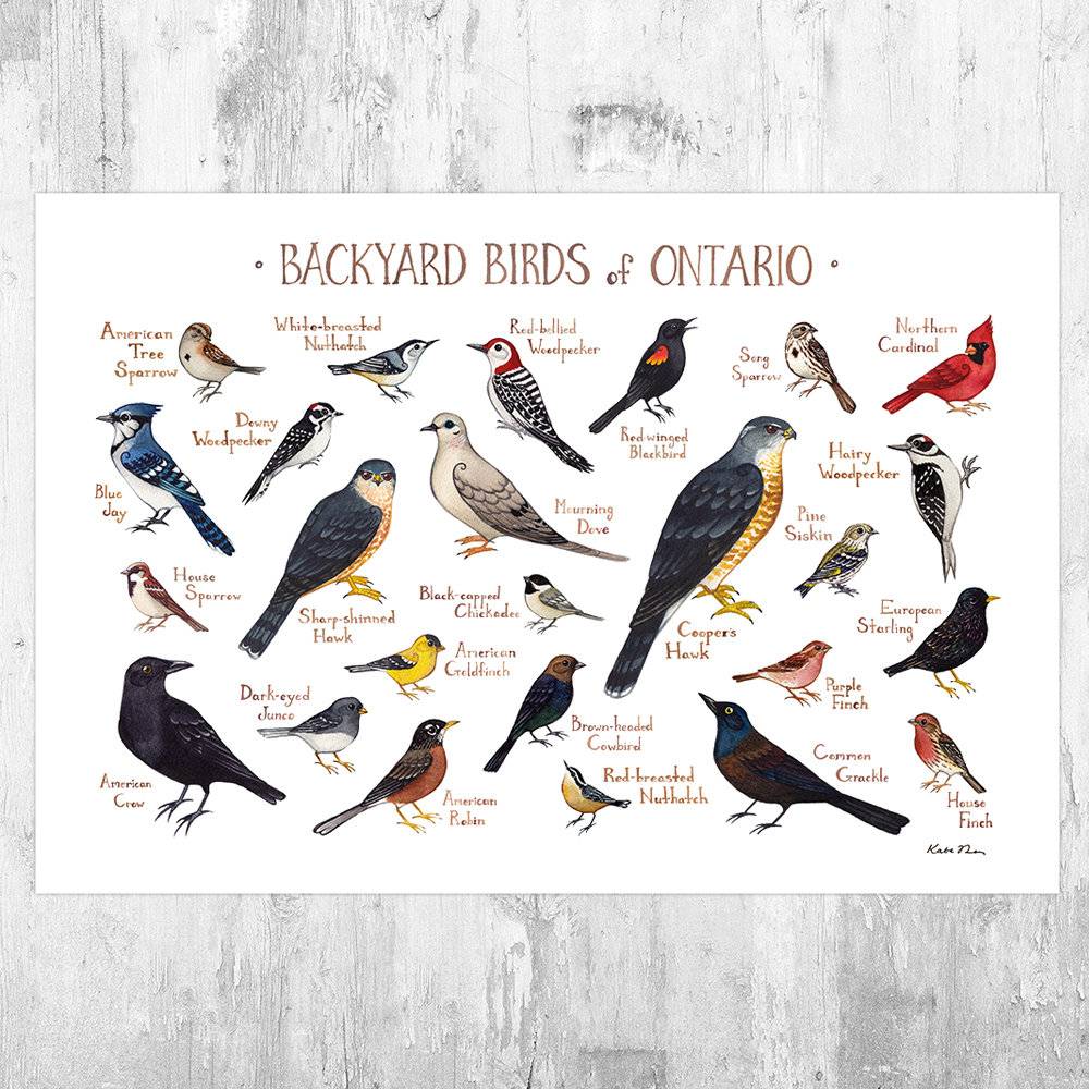 Ontario Backyard Birds Field Guide Art Print - Nature Print - Bird - Poster | Canvas Wall Art Print