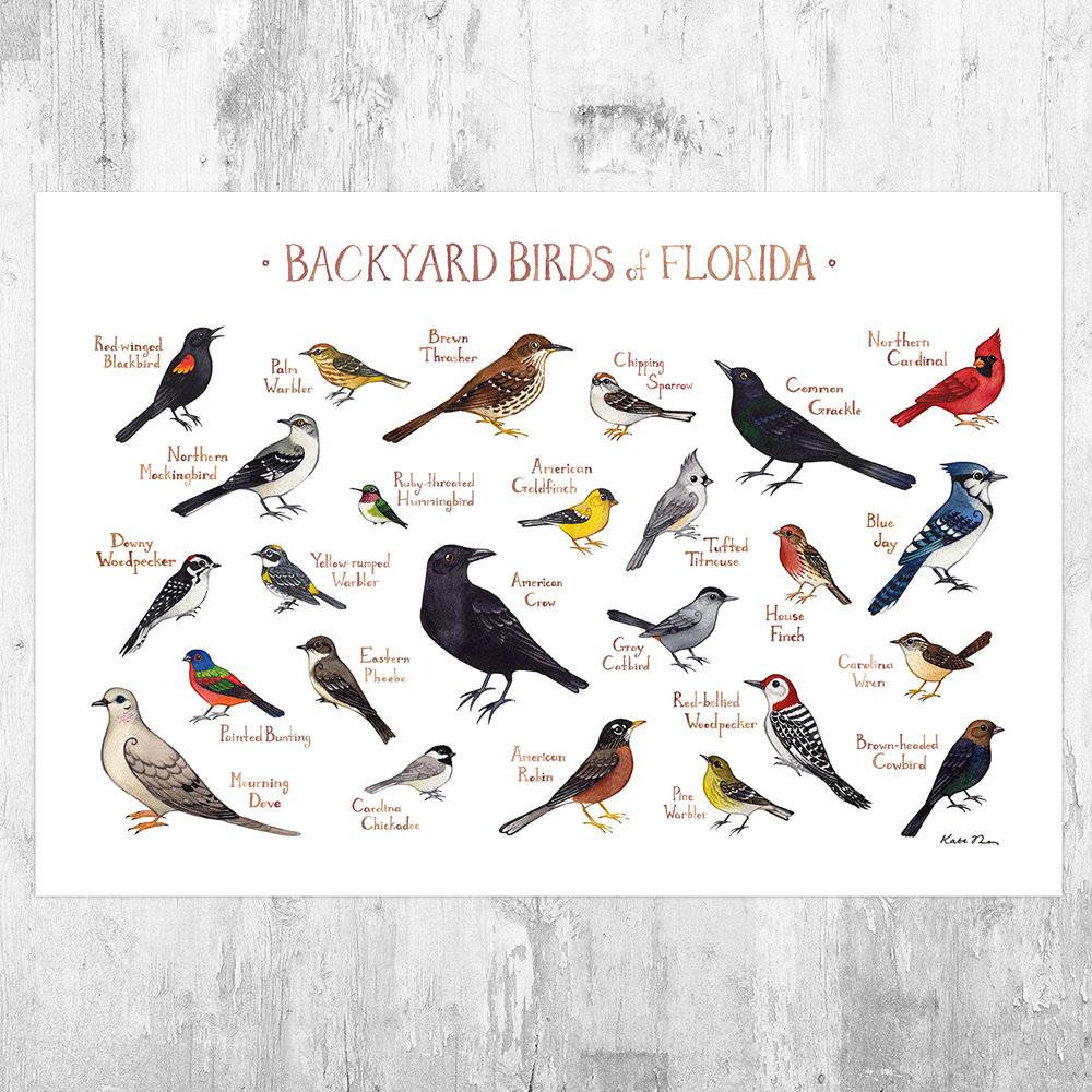 Florida Backyard Birds Field Guide Art Print - Nature Print - Bird - Poster | Canvas Wall Art Print