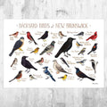 New Brunswick Backyard Birds Field Guide Art Print - Nature Print - Bird - Poster | Canvas Wall Art Print