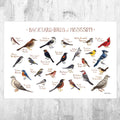 Mississippi Backyard Birds Field Guide Art Print - Nature Print - Bird - Poster | Canvas Wall Art Print