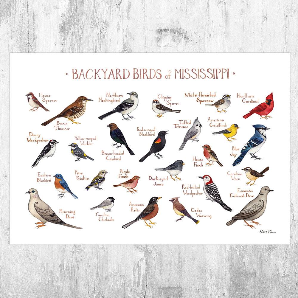 Mississippi Backyard Birds Field Guide Art Print - Nature Print - Bird - Poster | Canvas Wall Art Print