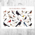 Maine Backyard Birds Field Guide Art Print - Nature Print - Bird - Poster | Canvas Wall Art Print