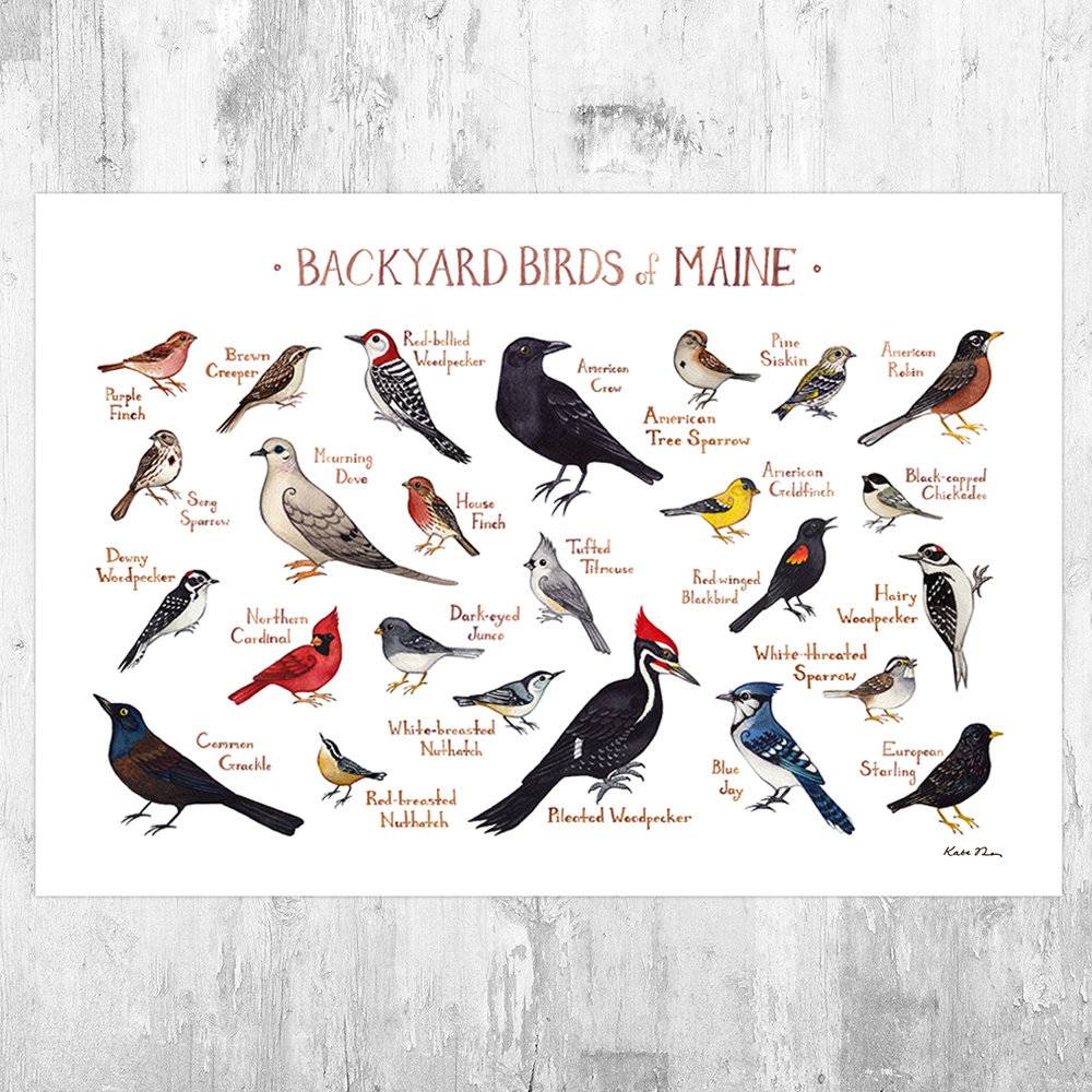 Maine Backyard Birds Field Guide Art Print - Nature Print - Bird - Poster | Canvas Wall Art Print