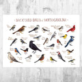 North Carolina Backyard Birds Field Guide Art Print - Nature Print - Bird - Poster | Canvas Wall Art Print