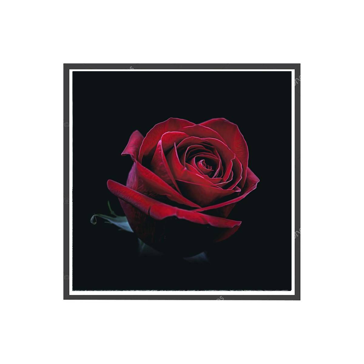 Black Rose Poster, Pop Art Poster, Botanical Poster, Trendy Wall Art, Nature Wall Art, Flower Photography, Hypebeast Decor - Poster | Canvas Wall Art Print