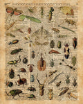 Insects Bugs Flies Vintage Illustration Dictionary Art - Poster | Canvas Wall Art Print