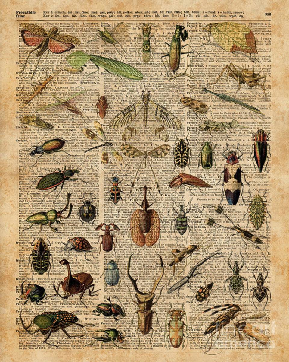 Insects Bugs Flies Vintage Illustration Dictionary Art - Poster | Canvas Wall Art Print