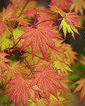 Japanese Maple - Poster | Canvas Wall Art Print