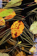 Leaf In Pond - Poster | Canvas Wall Art Print