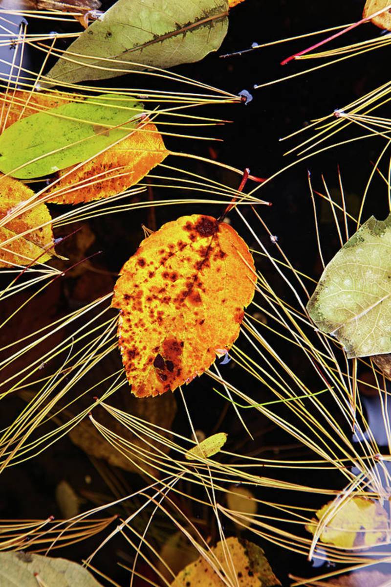 Leaf In Pond - Poster | Canvas Wall Art Print