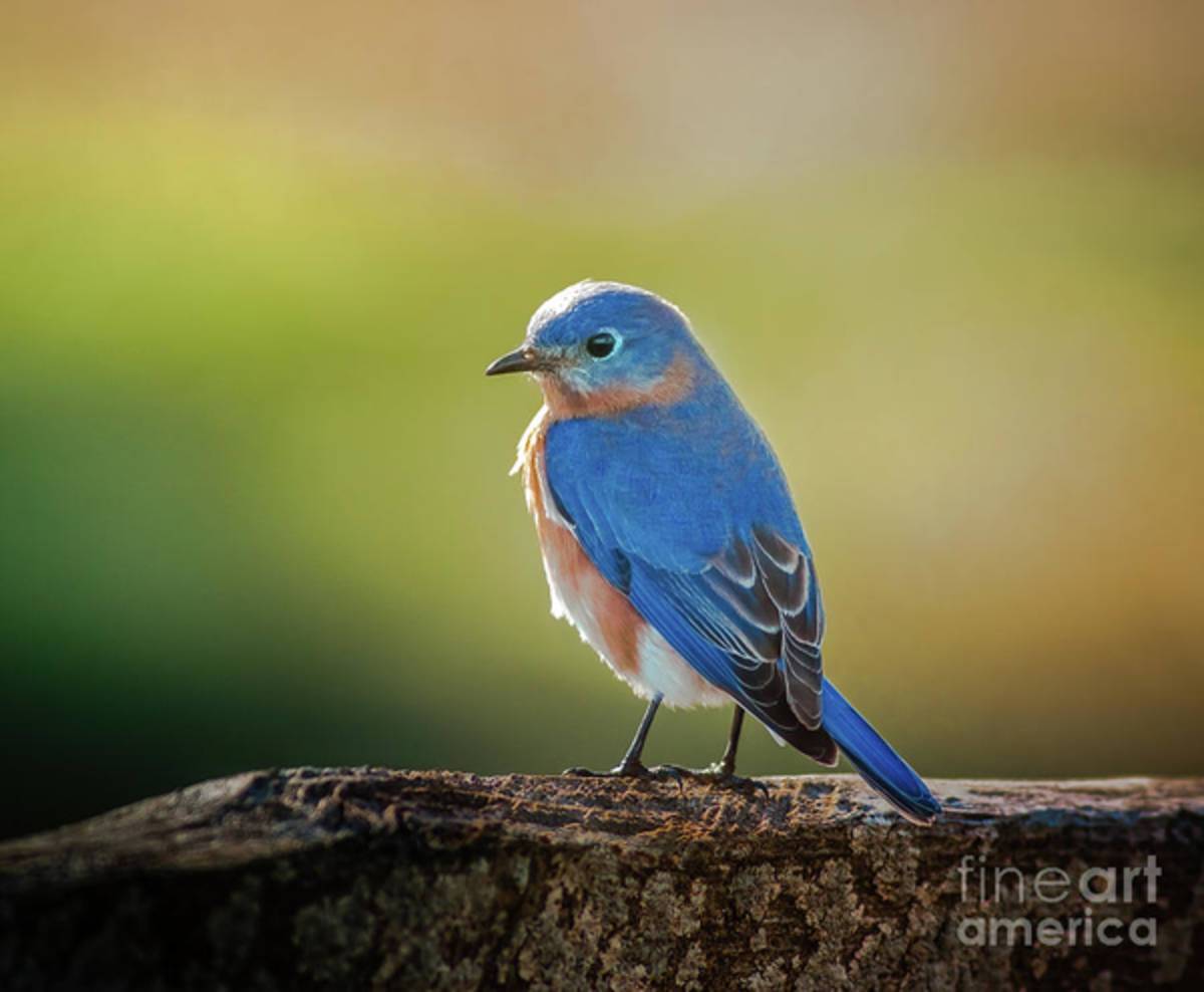 Lenore'S Bluebird - Poster | Canvas Wall Art Print