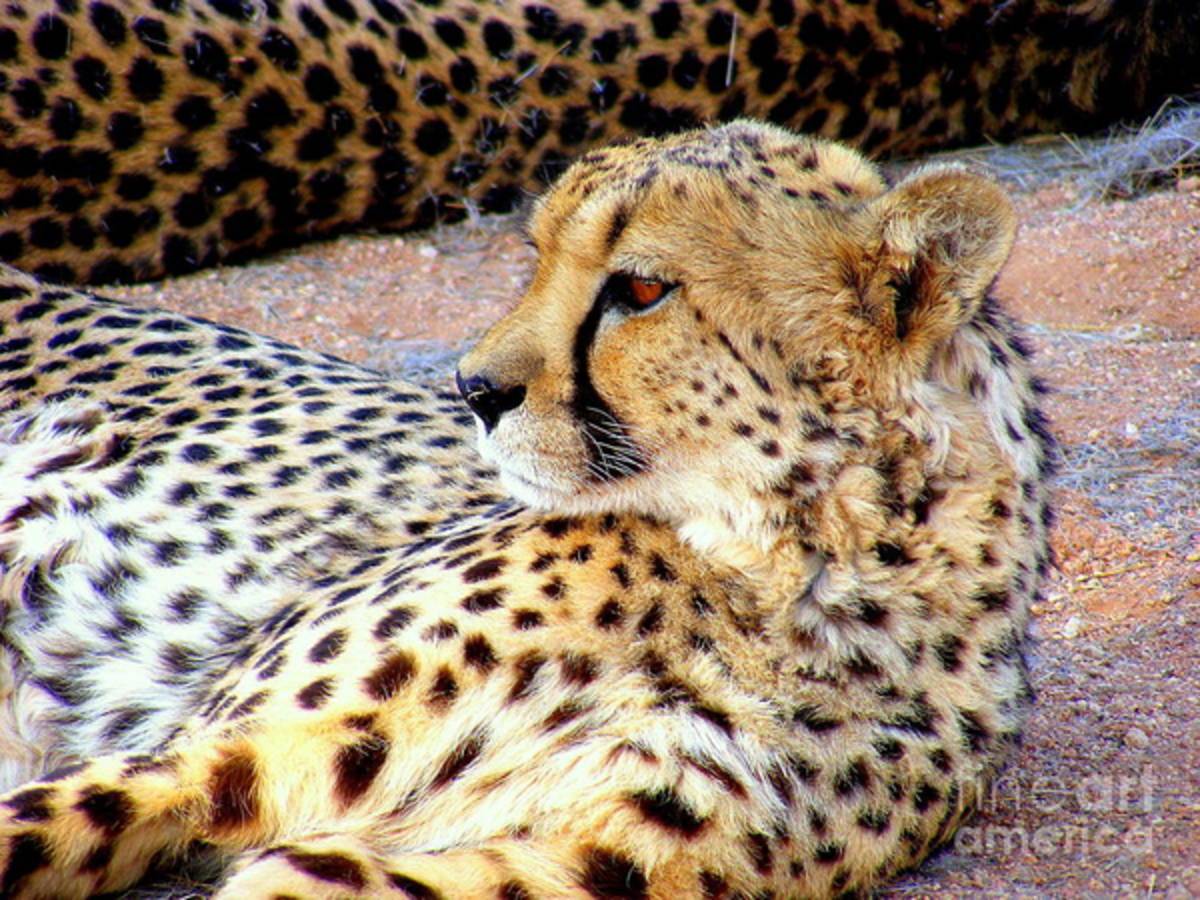 Leopard - Poster | Canvas Wall Art Print
