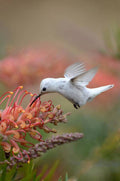 Leucistic Anna'S Hummingbird - Poster | Canvas Wall Art Print