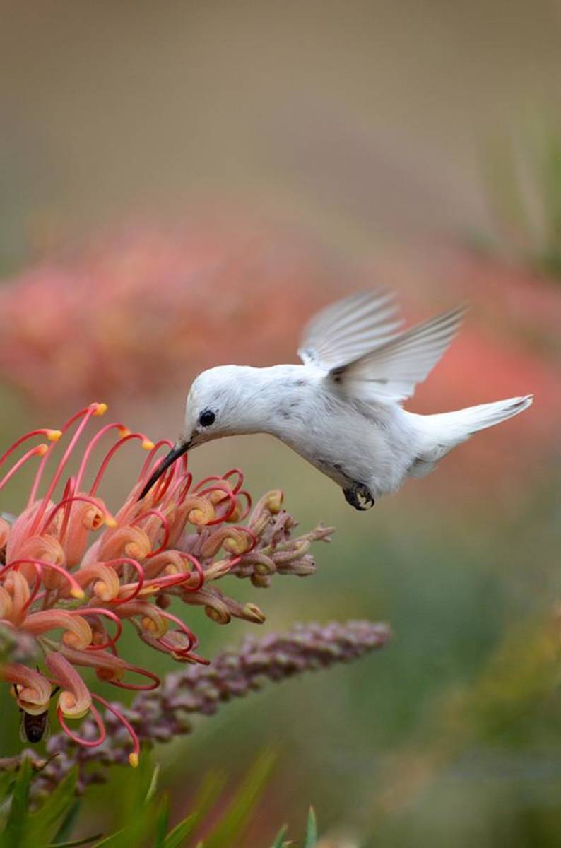Leucistic Anna'S Hummingbird - Poster | Canvas Wall Art Print