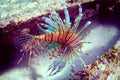 Lionfish - Poster | Canvas Wall Art Print