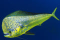 Spotted Mahi - Poster | Canvas Wall Art Print