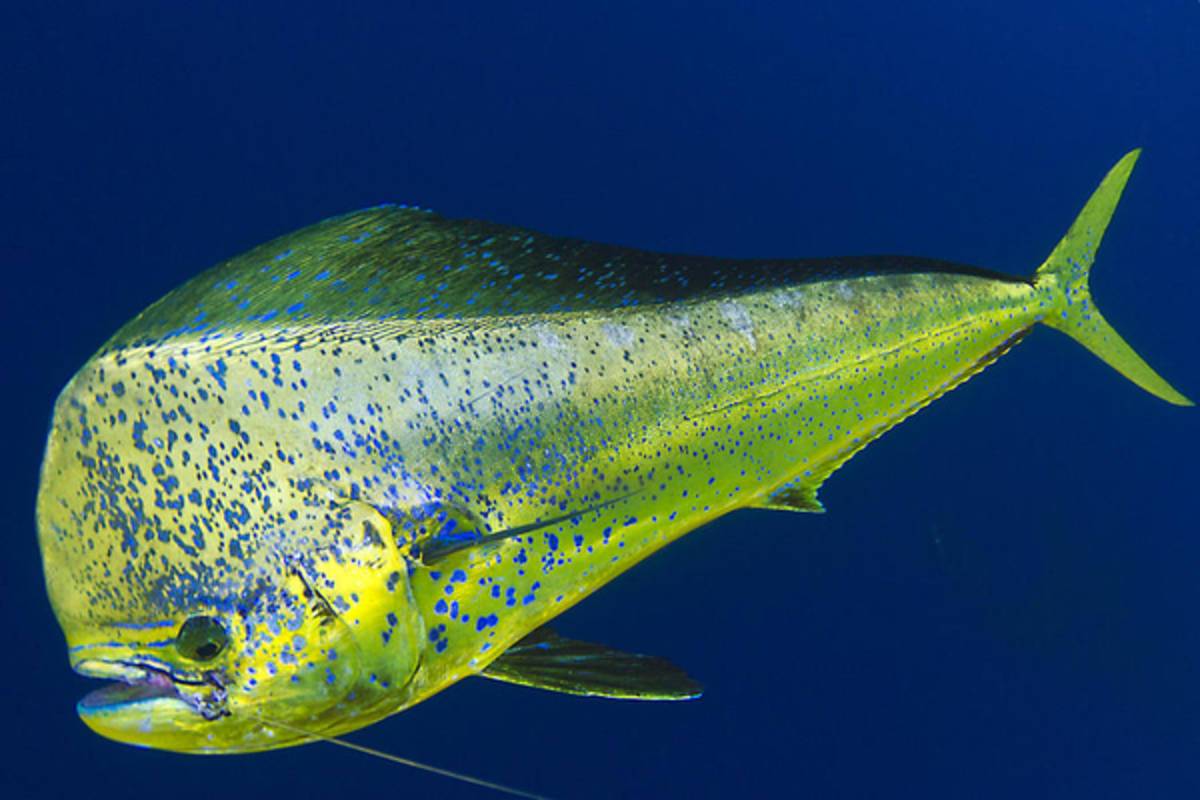 Spotted Mahi - Poster | Canvas Wall Art Print