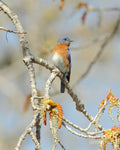 Male Bluebird In Budding Tree - Poster | Canvas Wall Art Print