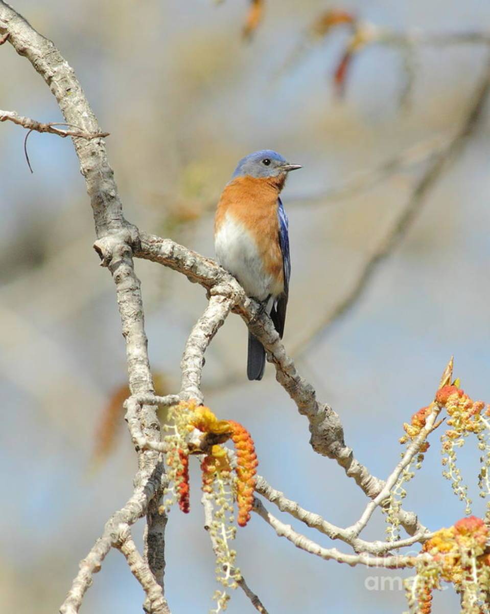 Male Bluebird In Budding Tree - Poster | Canvas Wall Art Print