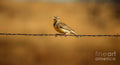 Meadowlark And Barbed Wire - Poster | Canvas Wall Art Print