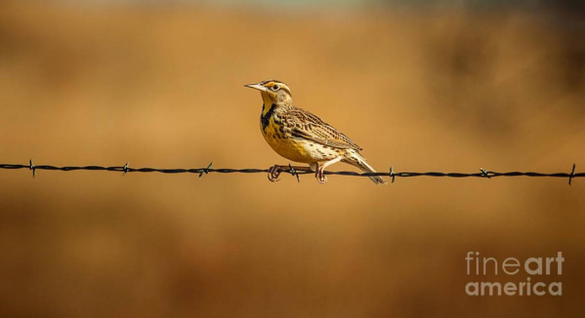 Meadowlark And Barbed Wire - Poster | Canvas Wall Art Print