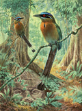 Mexican Motmots Are Perched On Jungle - Poster | Canvas Wall Art Print