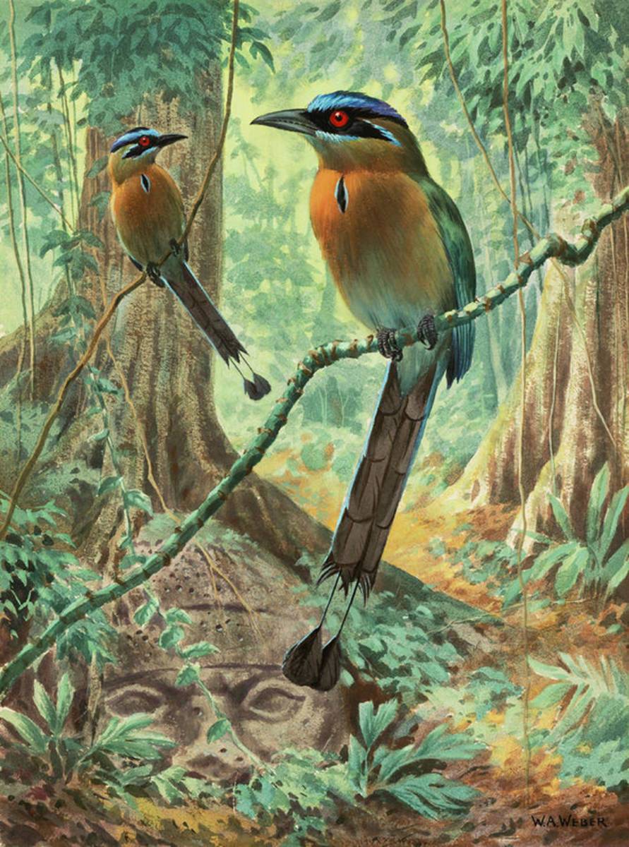 Mexican Motmots Are Perched On Jungle - Poster | Canvas Wall Art Print