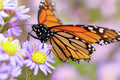 Monarch Close-Up - Poster | Canvas Wall Art Print
