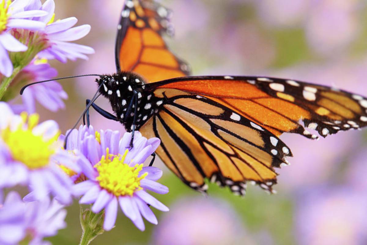 Monarch Close-Up - Poster | Canvas Wall Art Print