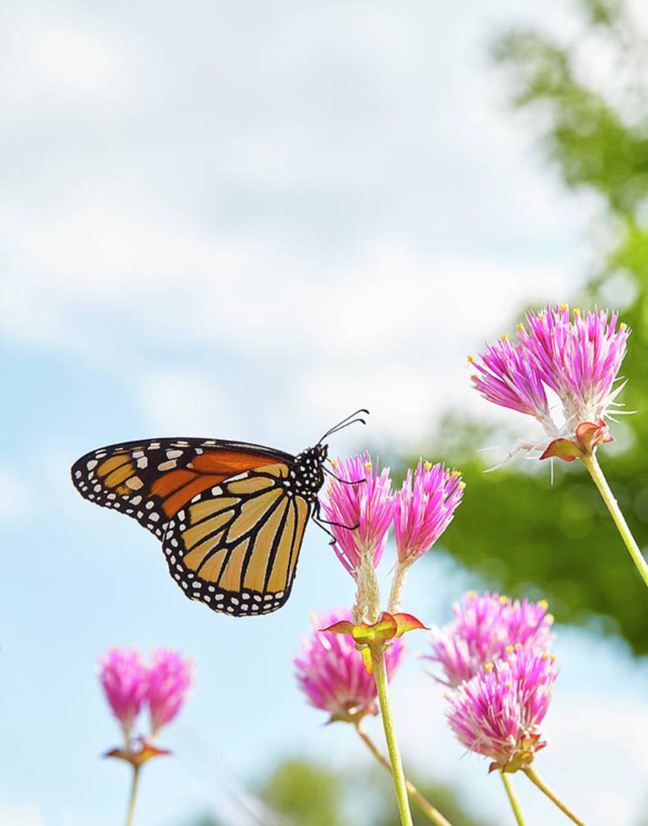 Monarch - Poster | Canvas Wall Art Print